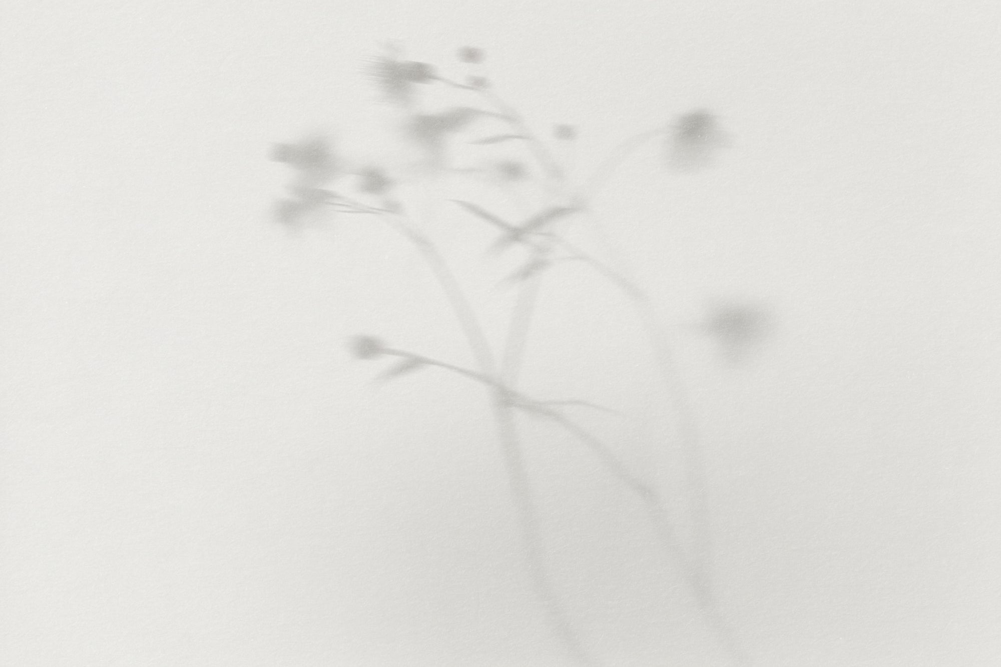 Slideshow Image 2